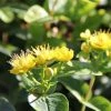 Hypericum Inodorum Magical Sunshine - Millepertuis 3 Hypericum Inodorum Magical Sunshine - Millepertuis -Jardin De Fleurs Magasin Hypericum x inodorum Magical Sunshine 84103 1