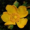 Millepertuis - Hypericum (x) Moserianum 3 Millepertuis - Hypericum (x) Moserianum -Jardin De Fleurs Magasin Hypericum x moserianum 84106 1