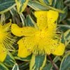 Millepertuis - Hypericum Calycinum Carnival -Jardin De Fleurs Magasin Hypericum calycinum Carnival 88825 1