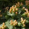 Hypericum Inodorum Magical Pumpkin - Millepertuis -Jardin De Fleurs Magasin Hypericum inodorum Magical Pumpkin 85804 1