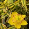 Hypericum (x) Moserianum Little Misstery - Millepertuis De Moser 2 Hypericum (x) Moserianum Little Misstery - Millepertuis De Moser -Jardin De Fleurs Magasin Hypericum x moserianum Little Misstery Millepertuis de Moser 16335 1