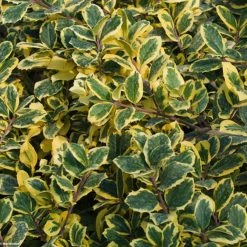 Houx PanachÃ© - Ilex Golden King
