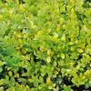Houx CrÃ©nelÃ© - Ilex Crenata Golden Gem -Jardin De Fleurs Magasin ILEX CRENATA GOLDEN GEM 781727 1