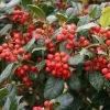 Houx D'ornement - Ilex Nellie R. Stevens -Jardin De Fleurs Magasin Ilex Nellie R Stevens ld littlegemtrees 781638 1