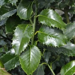 Houx Ã  Feuilles De ChÃ¢taignier - Ilex Koehneana Castaenifolia