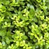 Houx CrÃ©nelÃ© - Ilex Crenata Blondie -Jardin De Fleurs Magasin Ilex crenata Blondie 781726 1