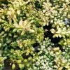 Houx CrÃ©nelÃ© - Ilex Crenata Convexed Gold -Jardin De Fleurs Magasin Ilex crenata Convexed Gold 100259 1
