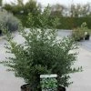Ilex Crenata Stokes - Houx CrÃ©nelÃ© Nain -Jardin De Fleurs Magasin Ilex crenata Stokes 87481 1
