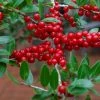 Houx Verticillé Femelle Maryland Beauty - Ilex Verticillata 3 Houx Verticillé Femelle Maryland Beauty - Ilex Verticillata -Jardin De Fleurs Magasin Ilex verticillata Maryland Beauty 15381 1