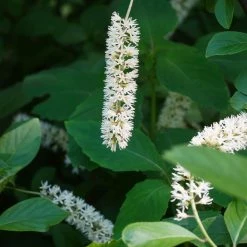 Itea Virginica Love Child - ItÃ©a De Virginie