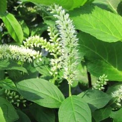 Itea Virginica - ItÃ©a De Virginie