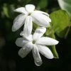 Jasmin Officinal - Jasminum Officinale Affinis -Jardin De Fleurs Magasin Jasmin blanc officinal Jasminum officinale Affinis copyright 1010792 1