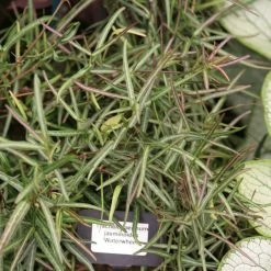 Jasmin Ã©toilÃ© - Trachelospermum Jasminoides Waterwheel