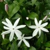Jasmin Sauvage Ã©toilÃ© - Jasminum Multipartitum -Jardin De Fleurs Magasin Jasminum multipartitum 83641 1