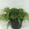Juniperus Communis Hornibrookii - GenÃ©vrier Commun -Jardin De Fleurs Magasin Juniperus communis Hornibrookii 652002 1