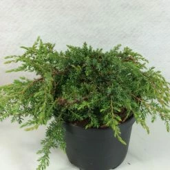 Juniperus Communis Hornibrookii - GenÃ©vrier Commun