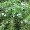Genévrier Des Plages - Juniperus Conferta Schlager 2 Genévrier Des Plages - Juniperus Conferta Schlager -Jardin De Fleurs Magasin Juniperus conferta Schlager 88133 1
