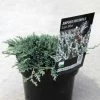 GenÃ©vrier Rampant - Juniperus Horizontalis Icee Blue
