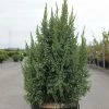 Genévrier écailleux - Juniperus Squamata Loderi 2 Genévrier écailleux - Juniperus Squamata Loderi -Jardin De Fleurs Magasin Juniperus squamata Loderi 84122 1