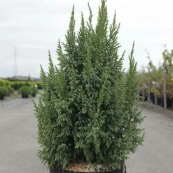 GenÃ©vrier Ã©cailleux - Juniperus Squamata Loderi