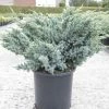 Genévrier écailleux - Juniperus Squamata Meyeri 2 Genévrier écailleux - Juniperus Squamata Meyeri -Jardin De Fleurs Magasin Juniperus squamata Meyeri 84123 1