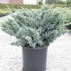 GenÃ©vrier Ã©cailleux - Juniperus Squamata Meyeri