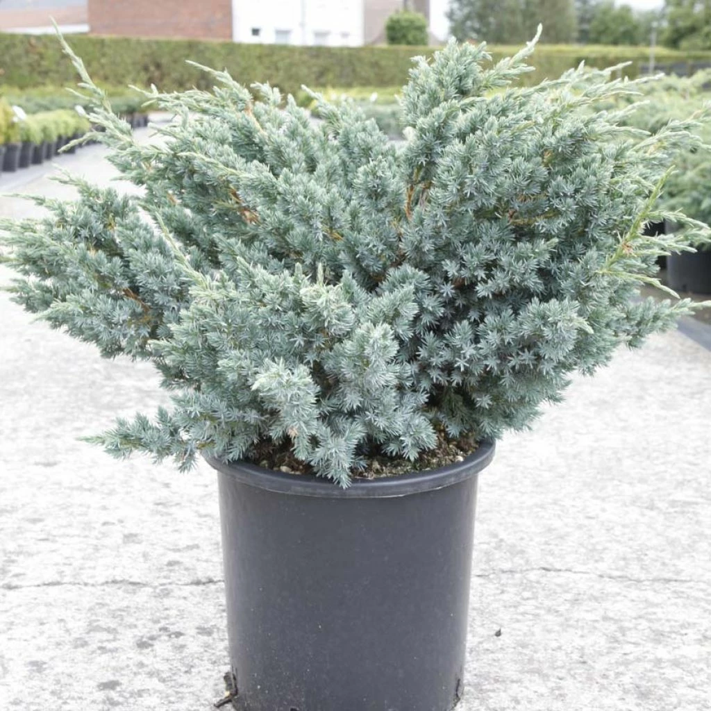 Genévrier écailleux - Juniperus Squamata Meyeri 1 Genévrier écailleux - Juniperus Squamata Meyeri