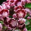 Kalmia Latifolia Bull's Eye - Laurier Des Montagnes Rouge Et Blanc -Jardin De Fleurs Magasin Kalmia latifolia Bulls Eye 781981 1