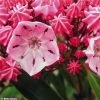 Kalmia Latifolia Ewa - Laurier Des Montagnes Rose Pâle Veiné De Pourpre 3 Kalmia Latifolia Ewa - Laurier Des Montagnes Rose Pâle Veiné De Pourpre -Jardin De Fleurs Magasin Kalmia latifolia Ewa 781988 1