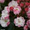Kalmia Latifolia Madeline - Laurier Des Montagnes Double, Rose PÃ¢le -Jardin De Fleurs Magasin Kalmia latifolia Madeline 781982 1