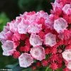 Kalmia Latifolia Olympic Fire - Laurier Des Montagnes Rose Vif Et Blanc 2 Kalmia Latifolia Olympic Fire - Laurier Des Montagnes Rose Vif Et Blanc -Jardin De Fleurs Magasin Kalmia latifolia Olympic Fire 781983 1