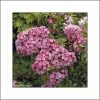 Kalmia Latifolia Otsbo Red - Laurier Des Montagnes Rouge Et Rose Vif. -Jardin De Fleurs Magasin Kalmia latifolia Ostbo Red 83153 1