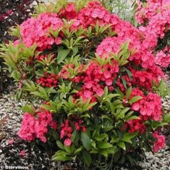 Kalmia Latifolia Pink Charm - Laurier Des Montagnes Rose FoncÃ©
