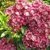 Kalmia Latifolia Pinwheel - Laurier Des Montagnes -Jardin De Fleurs Magasin Kalmia latifolia Pinwheel Laurier des montagnes 16337 1