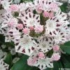 Kalmia Latifolia Windrose - Laurier Des Montagnes Blanc Et Brun PourprÃ© -Jardin De Fleurs Magasin Kalmia latifolia Windrose 781991 1