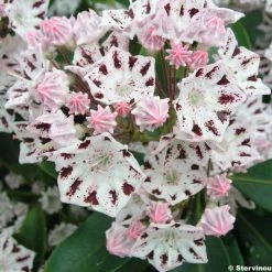 Kalmia Latifolia Windrose - Laurier Des Montagnes Blanc Et Brun PourprÃ©
