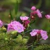 Kalmia Polifolia - Laurier Des Montagnes Ã  Feuilles D'andromÃ¨de -Jardin De Fleurs Magasin Kalmia polifolia 84124 1