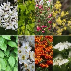 Kit 10 M De Haie Ã©cologique Pour Grands Jardins