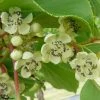 KiwaÃ¯ Nostino MÃ¢le - Actinidia Arguta -Jardin De Fleurs Magasin Kiwai Nostino male Actinidia arguta 82691 1
