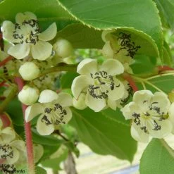 KiwaÃ¯ Nostino MÃ¢le - Actinidia Arguta