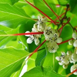 Kiwai Prince Jumbo (mÃ¢le) - Actinidia Arguta