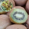 Kiwi Hayward (femelle) Bio -Jardin De Fleurs Magasin Kiwi Hayward femelle Bio 781299 1