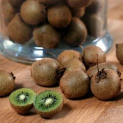 Kiwi Jenny (autofertile) - Actinidia Deliciosa