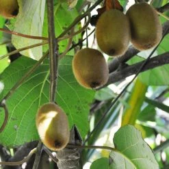 Kiwi Tomuri (mÃ¢le) Bio