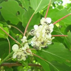 Kiwi Arguta Weikii (mÃ¢le) - KiwaÃ¯ - Actinidia Arguta