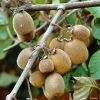 Kiwi Solissimo Bio - Actinidia Deliciosa 3 Kiwi Solissimo Bio - Actinidia Deliciosa -Jardin De Fleurs Magasin Kiwi autofertile Solissimo IF 16414 1