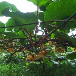 Kiwi Golden Delight (mÃ¢le) - Actinidia Deliciosa