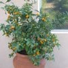 Kumquat Nagami - Fortunella Margarita -Jardin De Fleurs Magasin Kumquat Nagami 85252 1