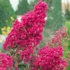 Lagerstroemia Indica Summer Charm Tonto - Lilas Des Indes -Jardin De Fleurs Magasin LAGERSTROEMIA TONTO 781738 1