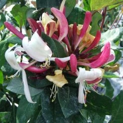 ChÃ¨vrefeuille - Lonicera Caprilia ImpÃ©rial Cov